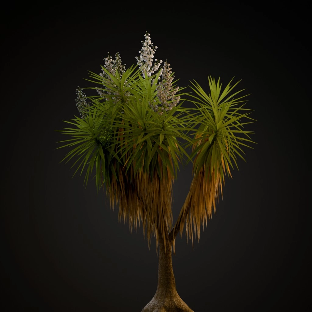 Spineless Yucca