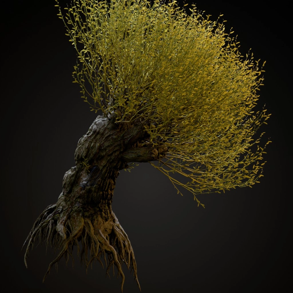 Pollarded White Willow