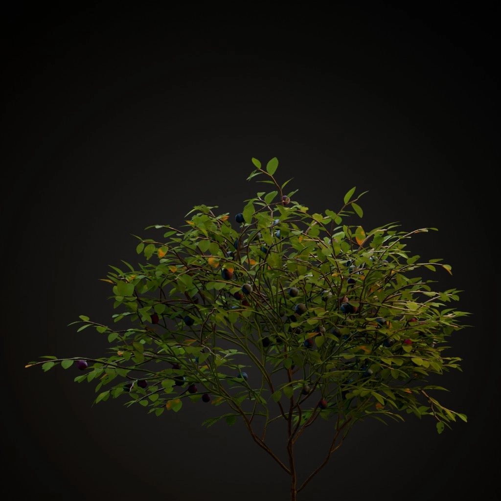 Bilberry