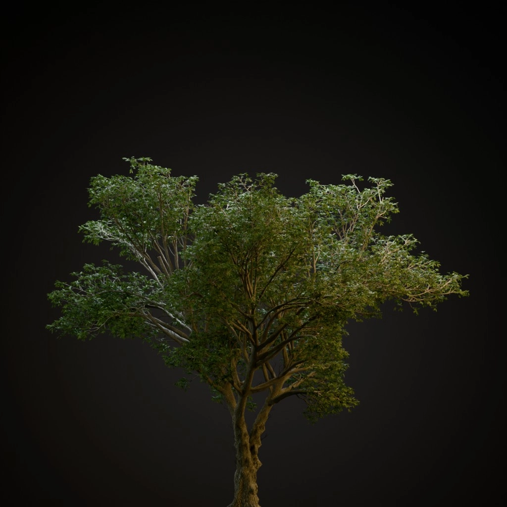 American Elm