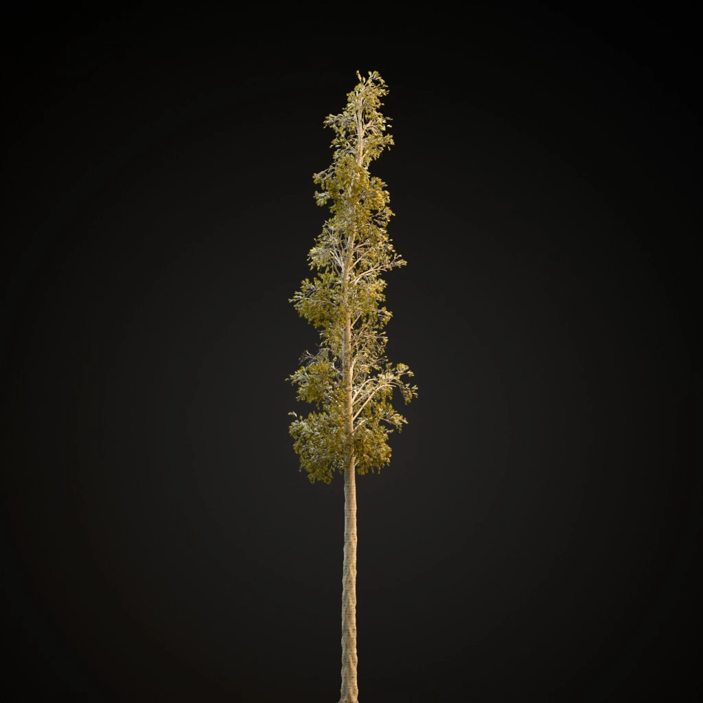 European Aspen