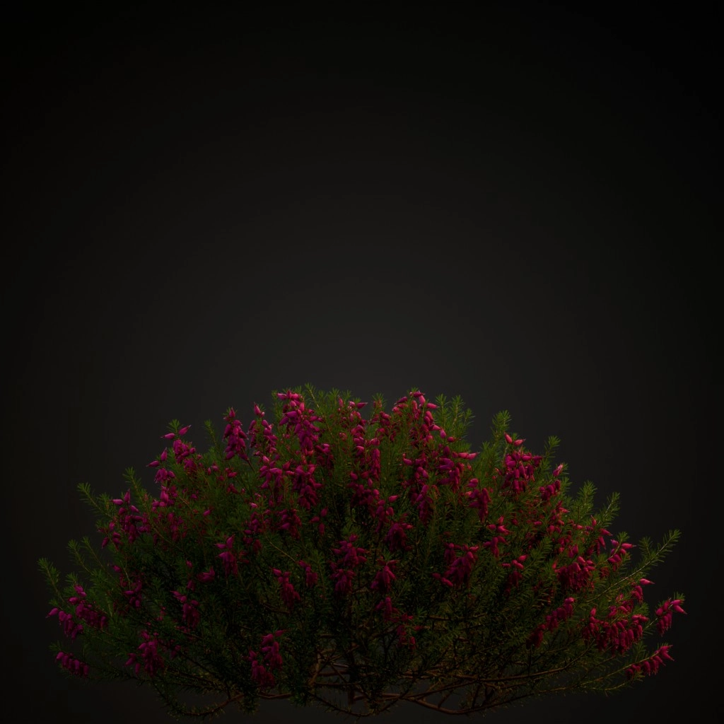 Winter Heath Dark Pink