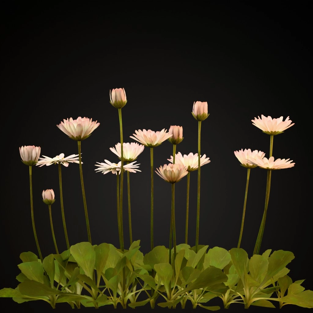 Common Daisy