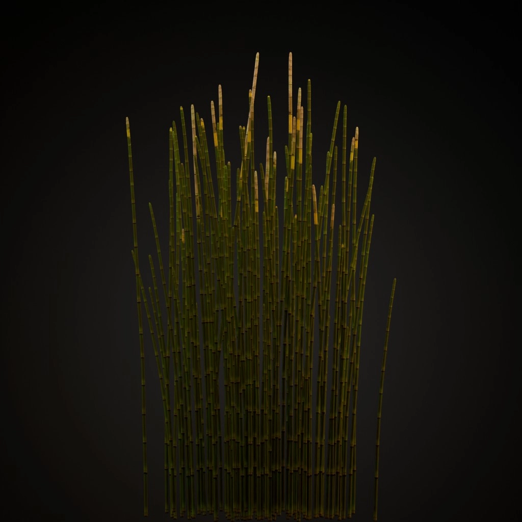 Horsetail