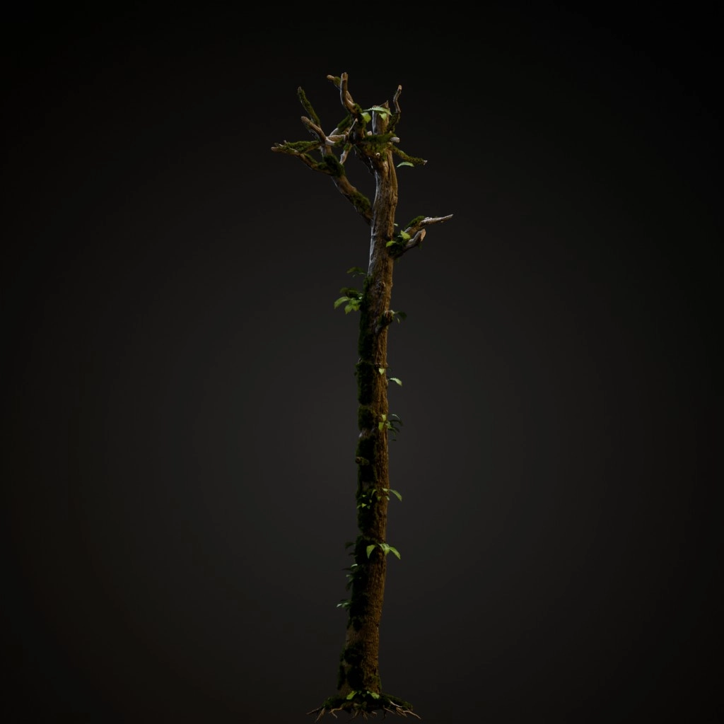 English Oak Dead