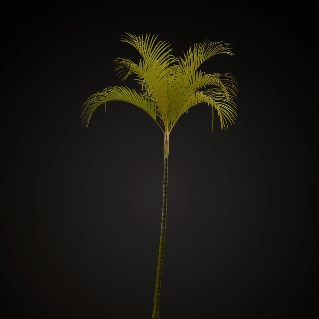 Areca Palm