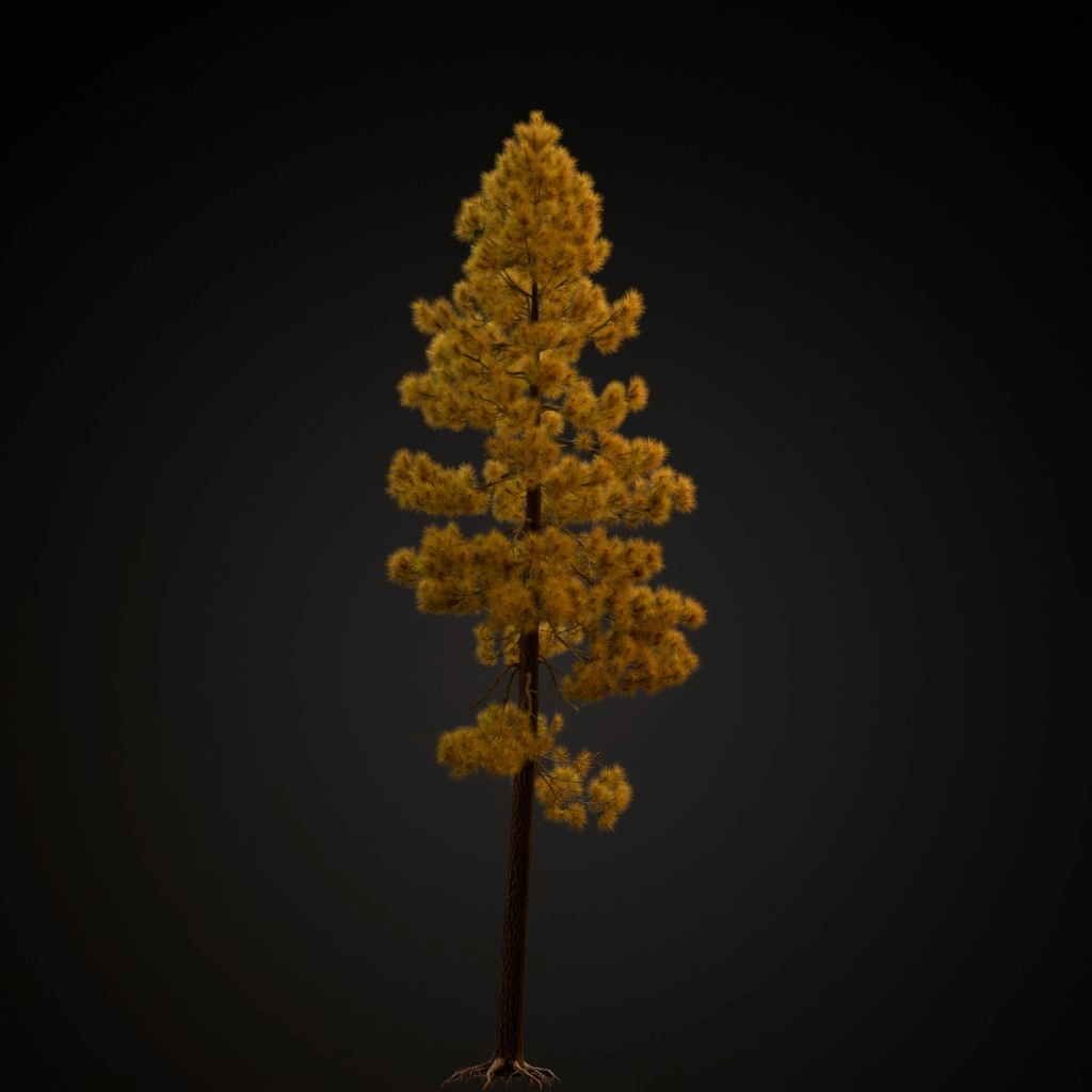 Jeffrey Pine