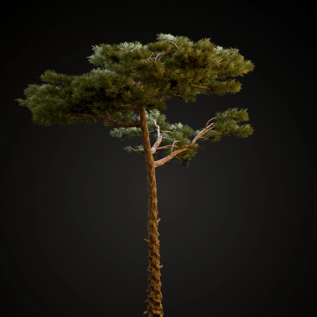 Huangshan Pine