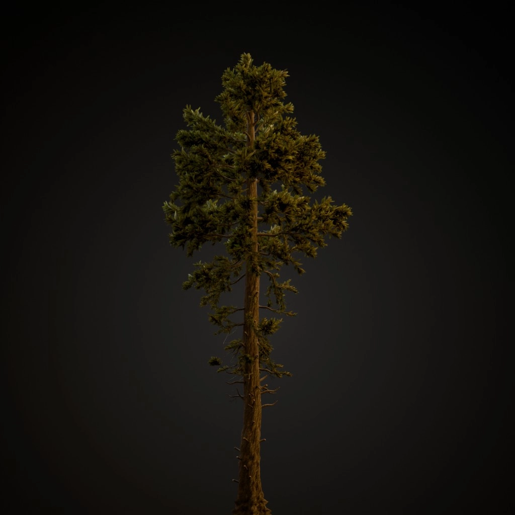 Douglas Fir