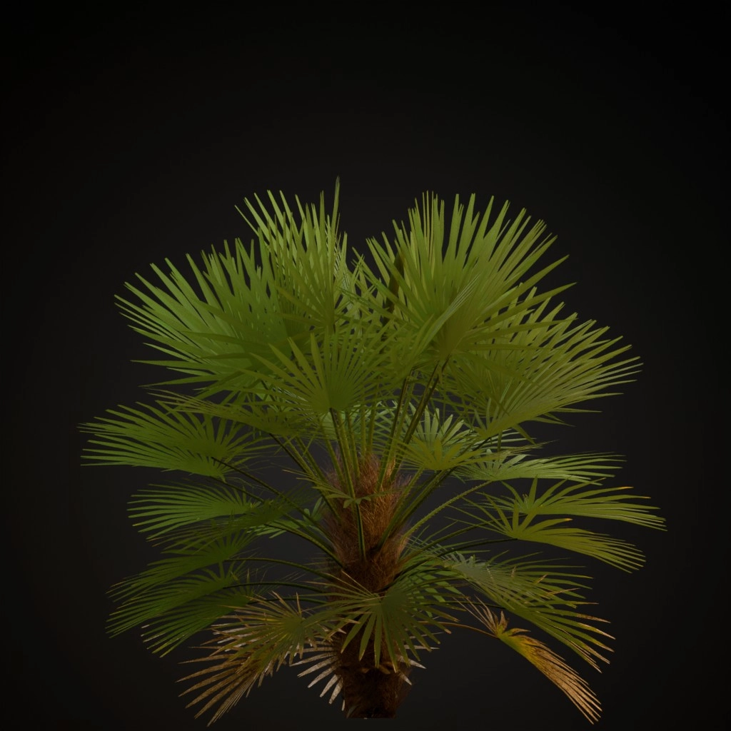 European Fan Palm
