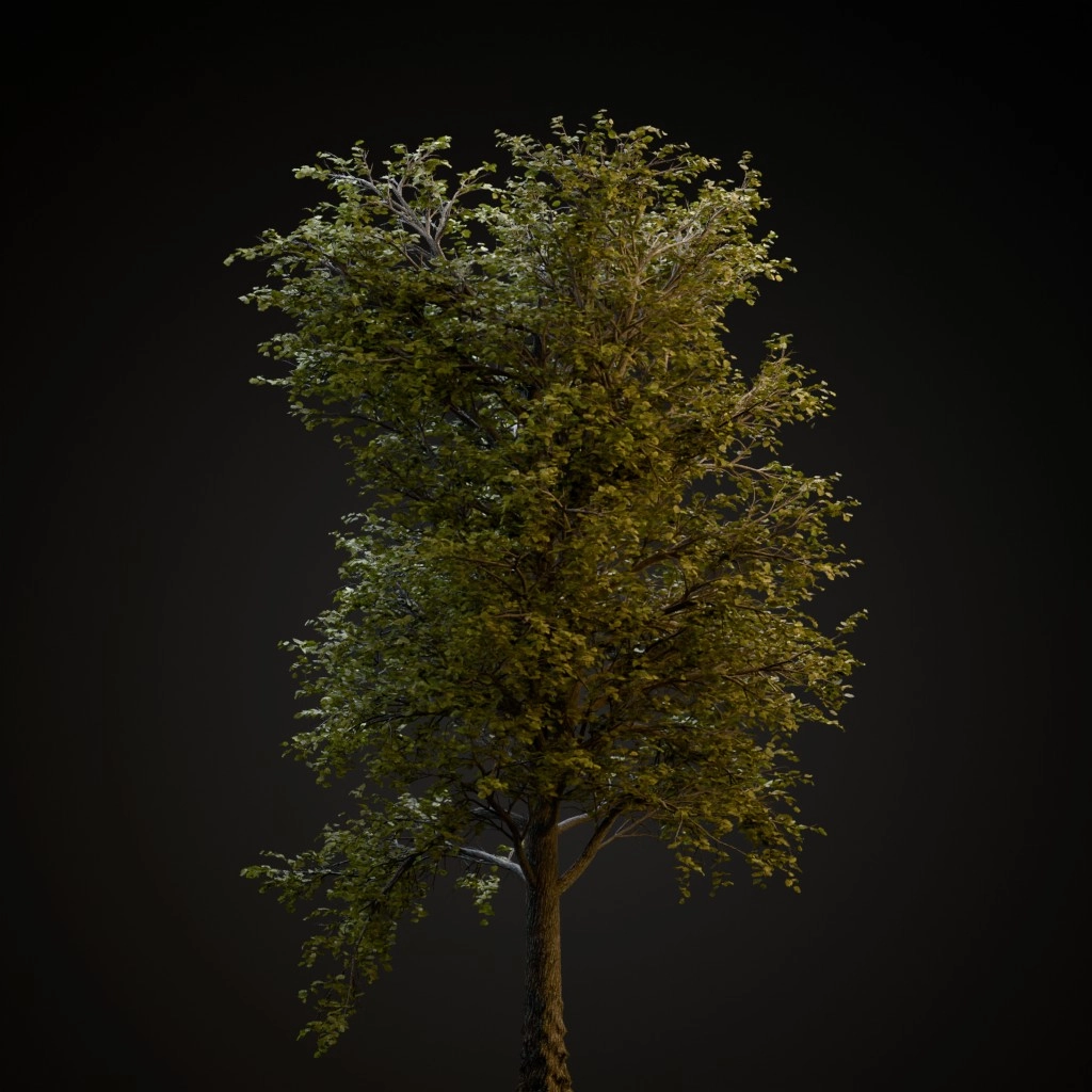 European Linden