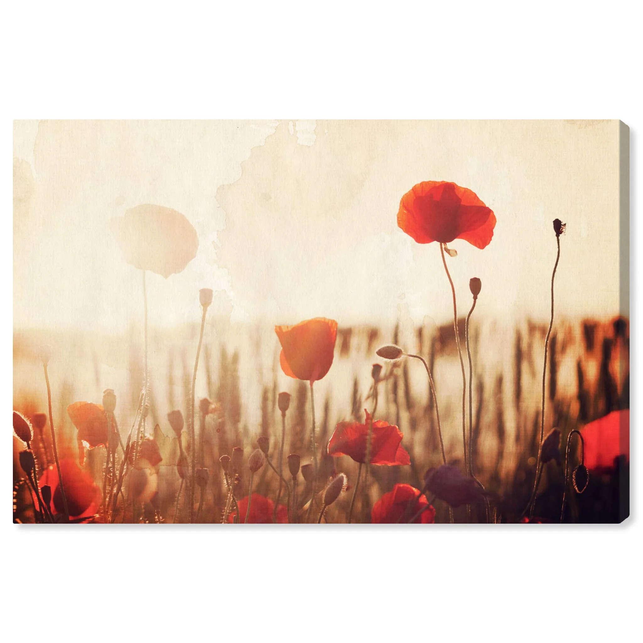 Contemporary Red Poppies Canvas Wall Art Print