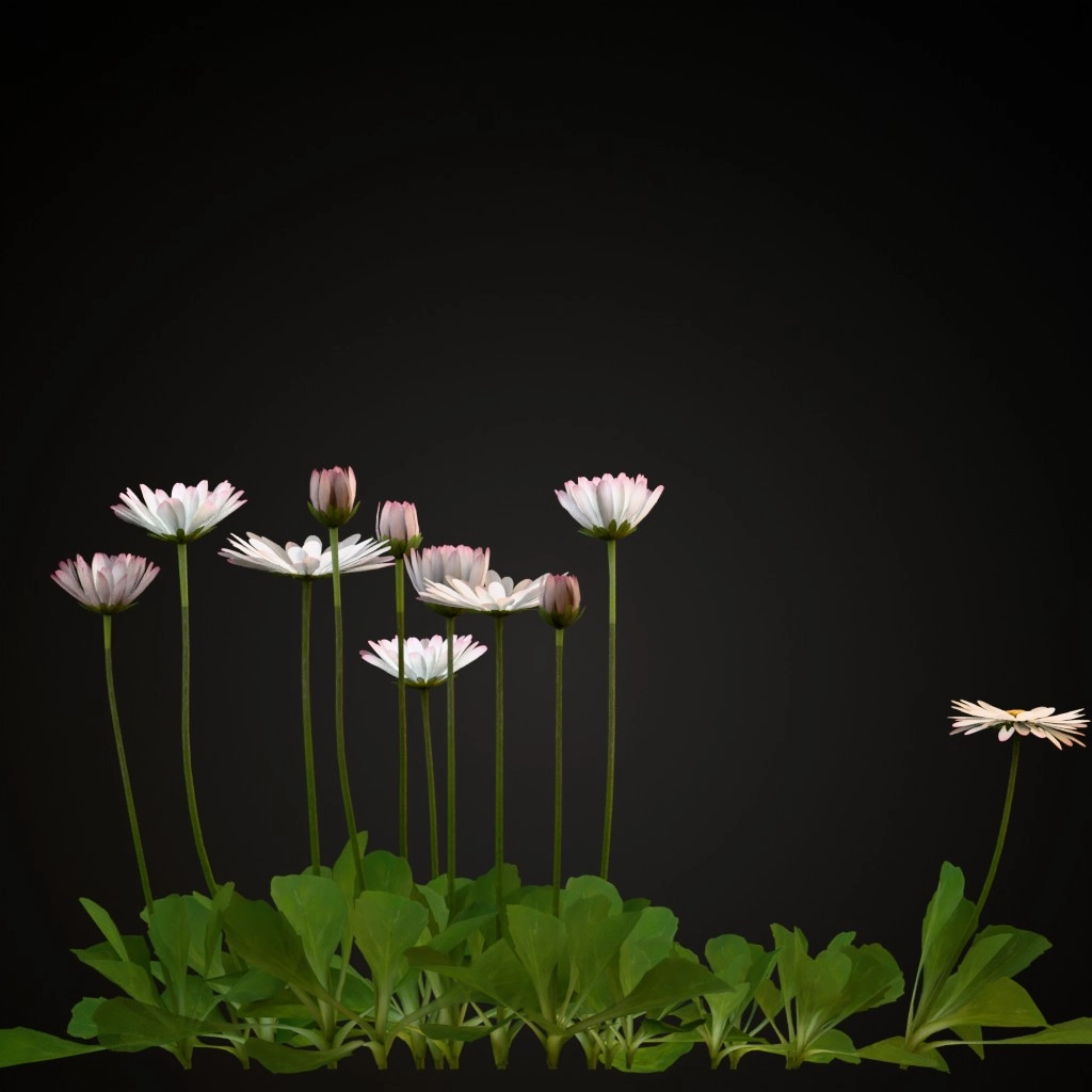 Common Daisy