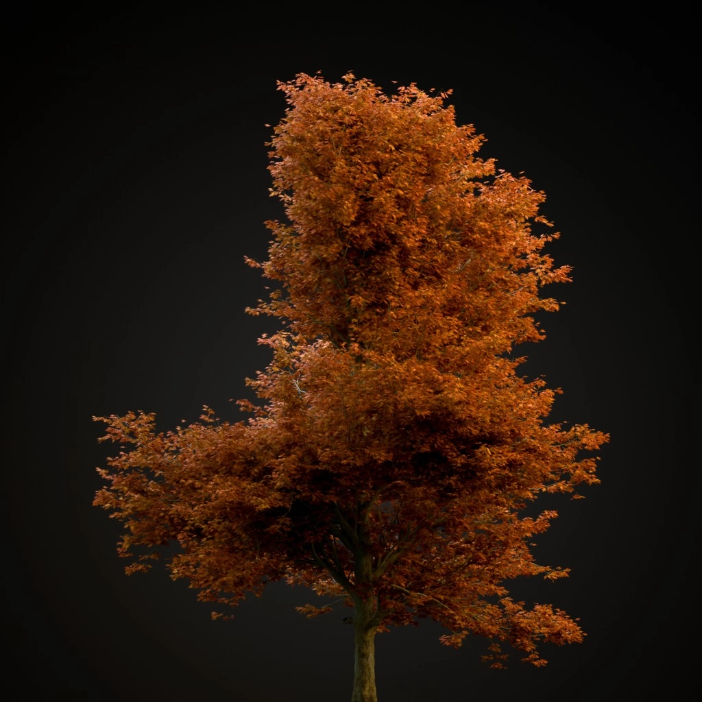 Red Maple