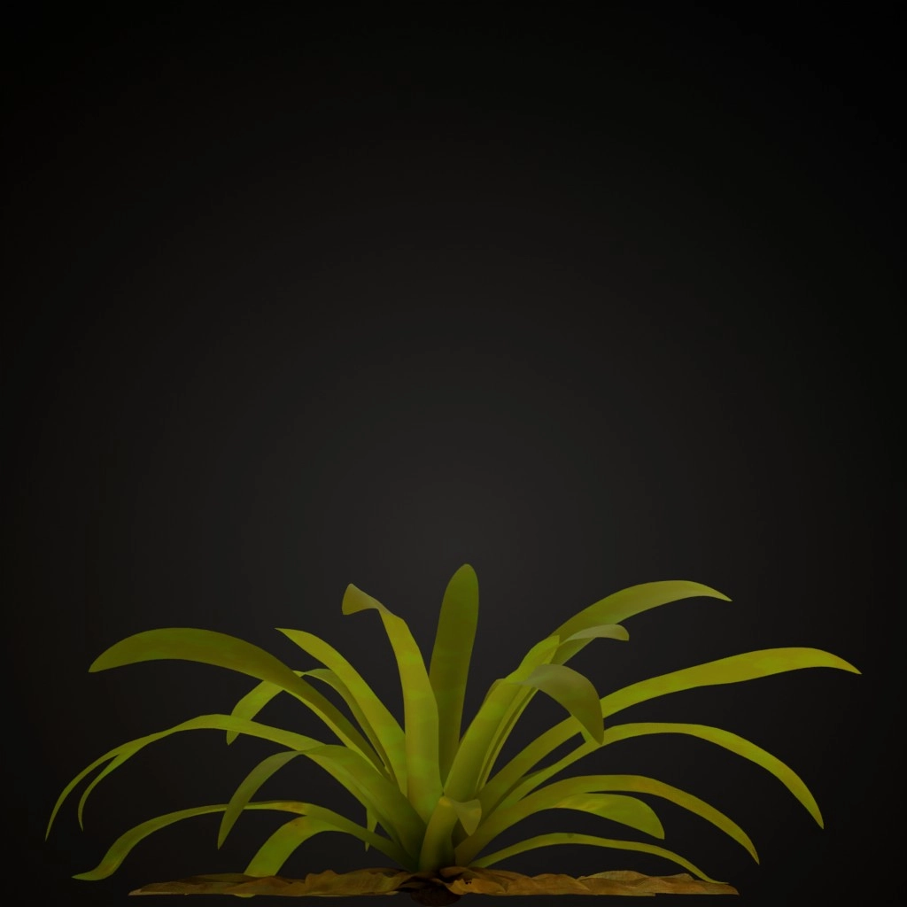 Yellow Guzmania