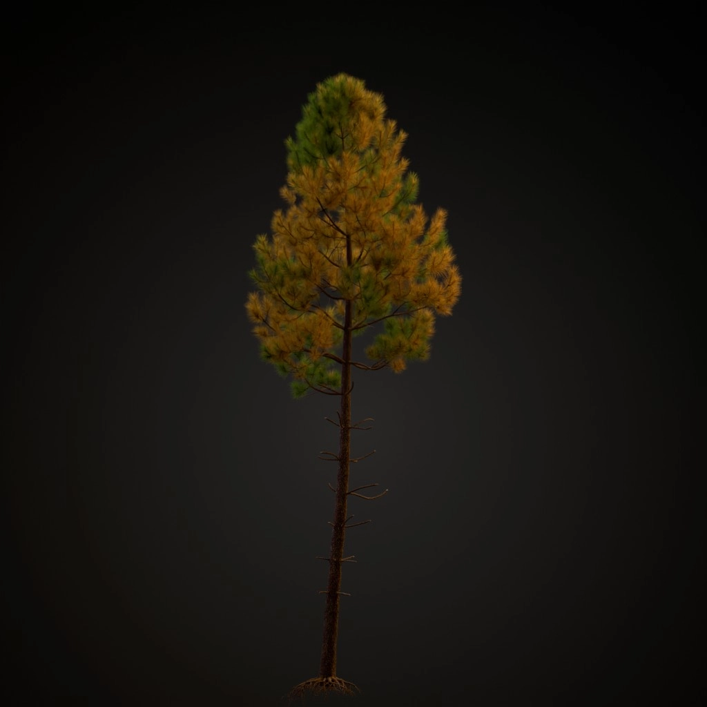 Maritime Pine