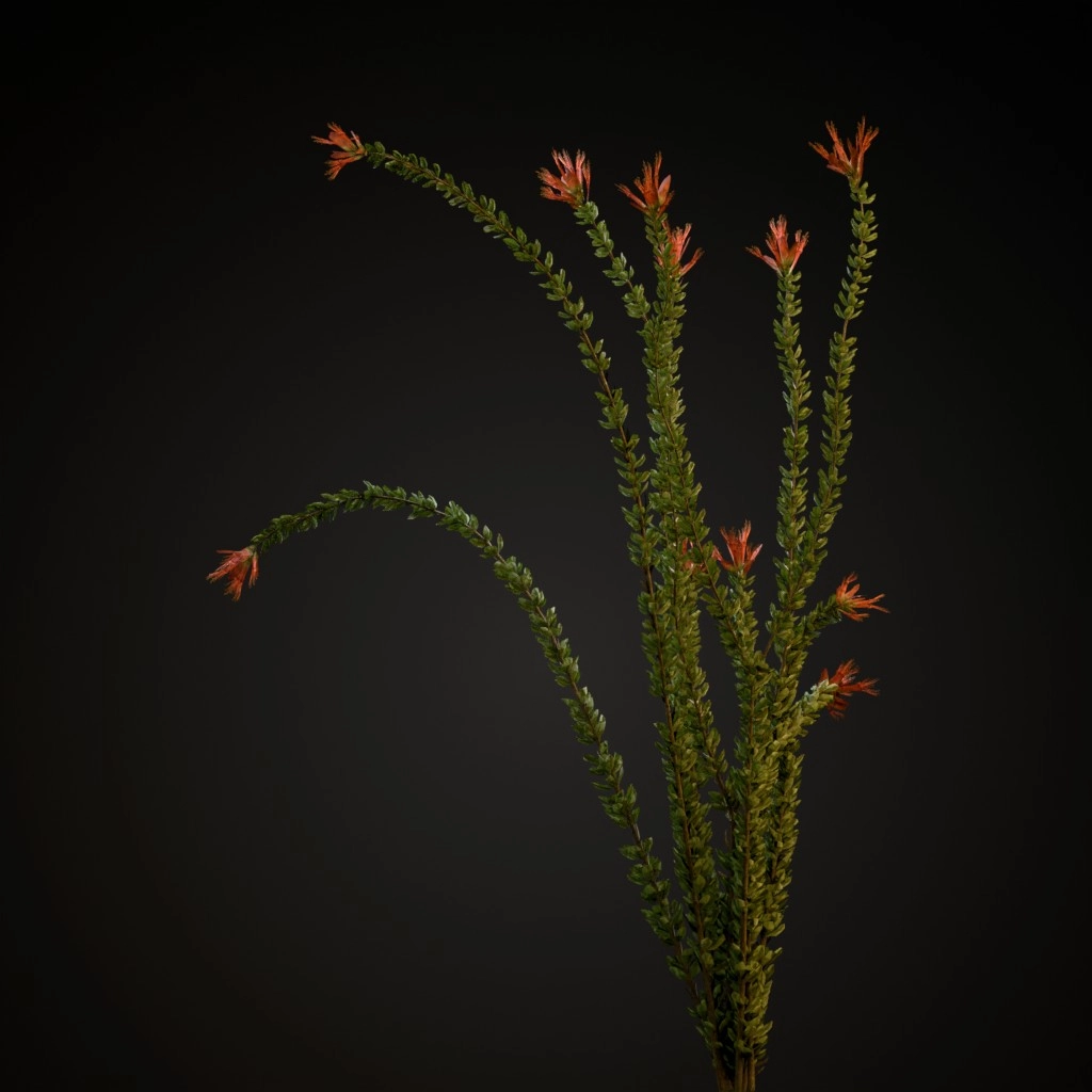 Ocotillo