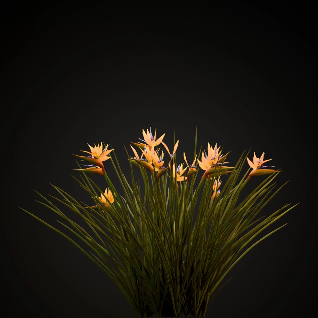 Narrow Leaved Bird of Paradise