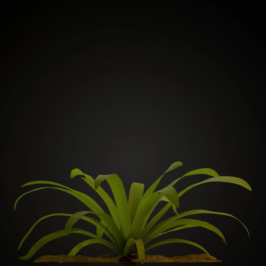 Fuchsia Guzmania