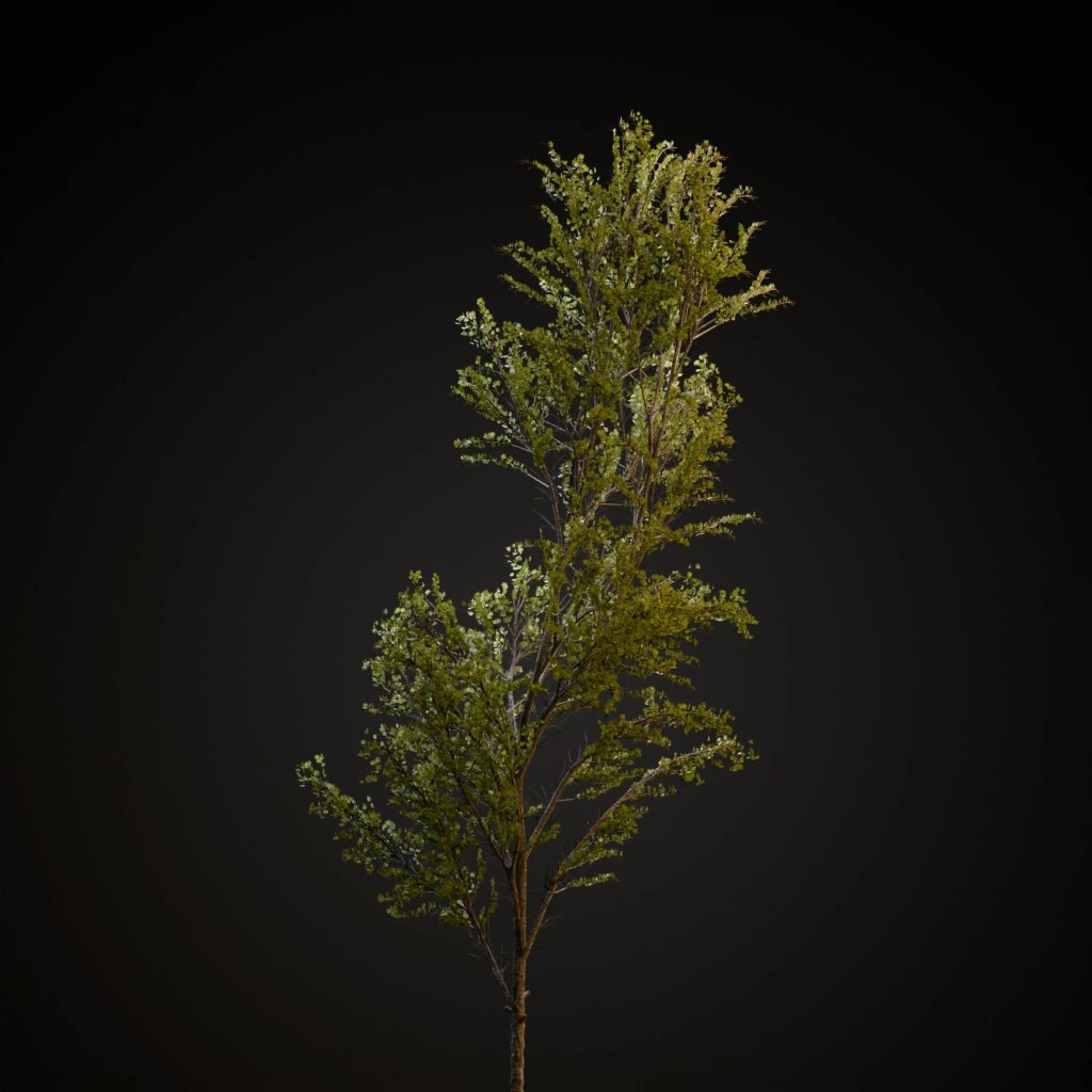 Mountain Maple