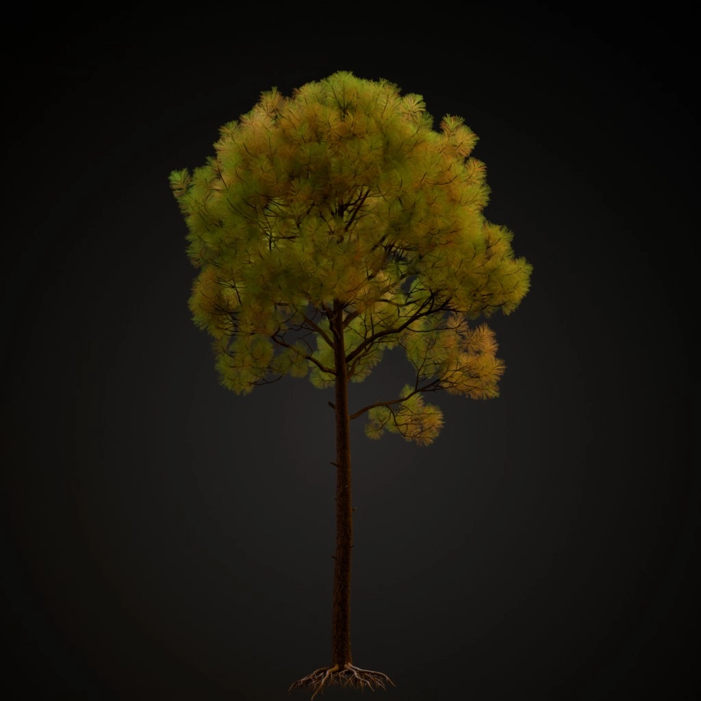 Slash Pine V3
