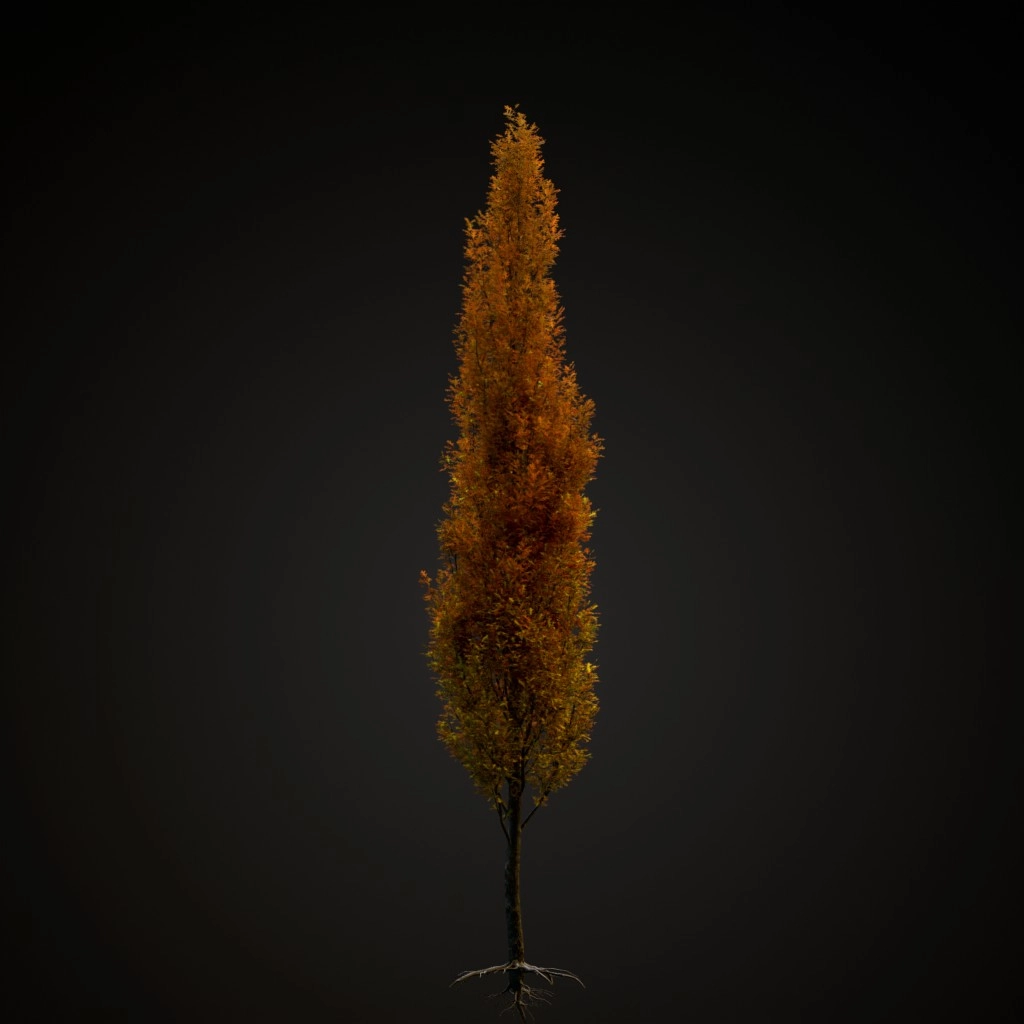 Green Pillar Pin Oak