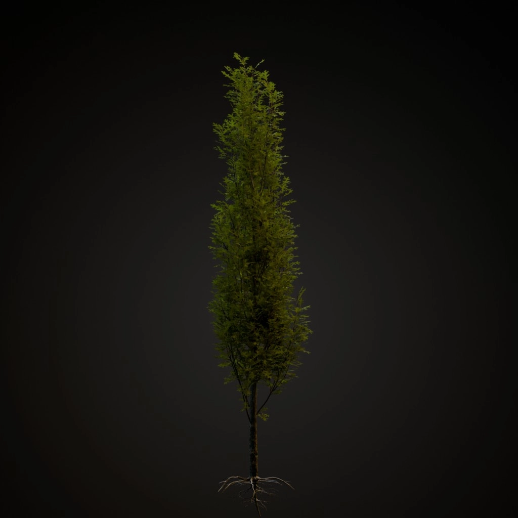 Green Pillar Pin Oak