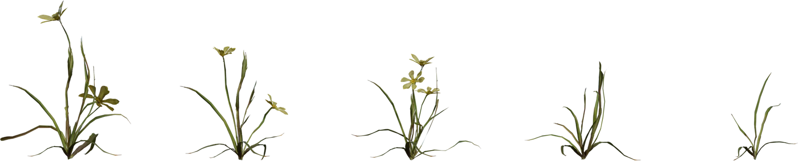 Empodium Wildflower Plant Pack – 5 Growth Stages, 3D model preview 2