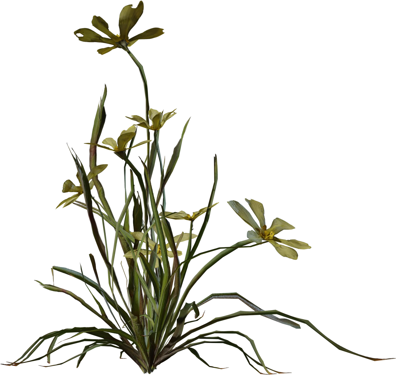 Empodium Wildflower Plant Pack – 5 Growth Stages, 3D model preview 3