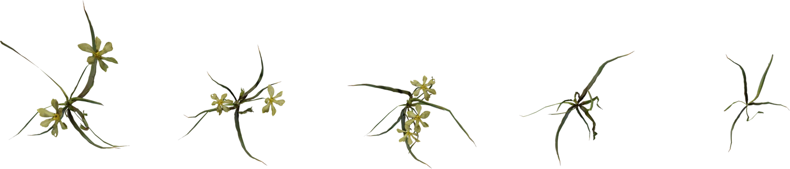 Empodium Wildflower Plant Pack – 5 Growth Stages, 3D model preview 4