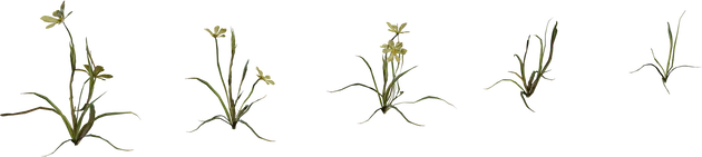 Empodium Wildflower Plant Pack – 5 Growth Stages, 3D model preview 5