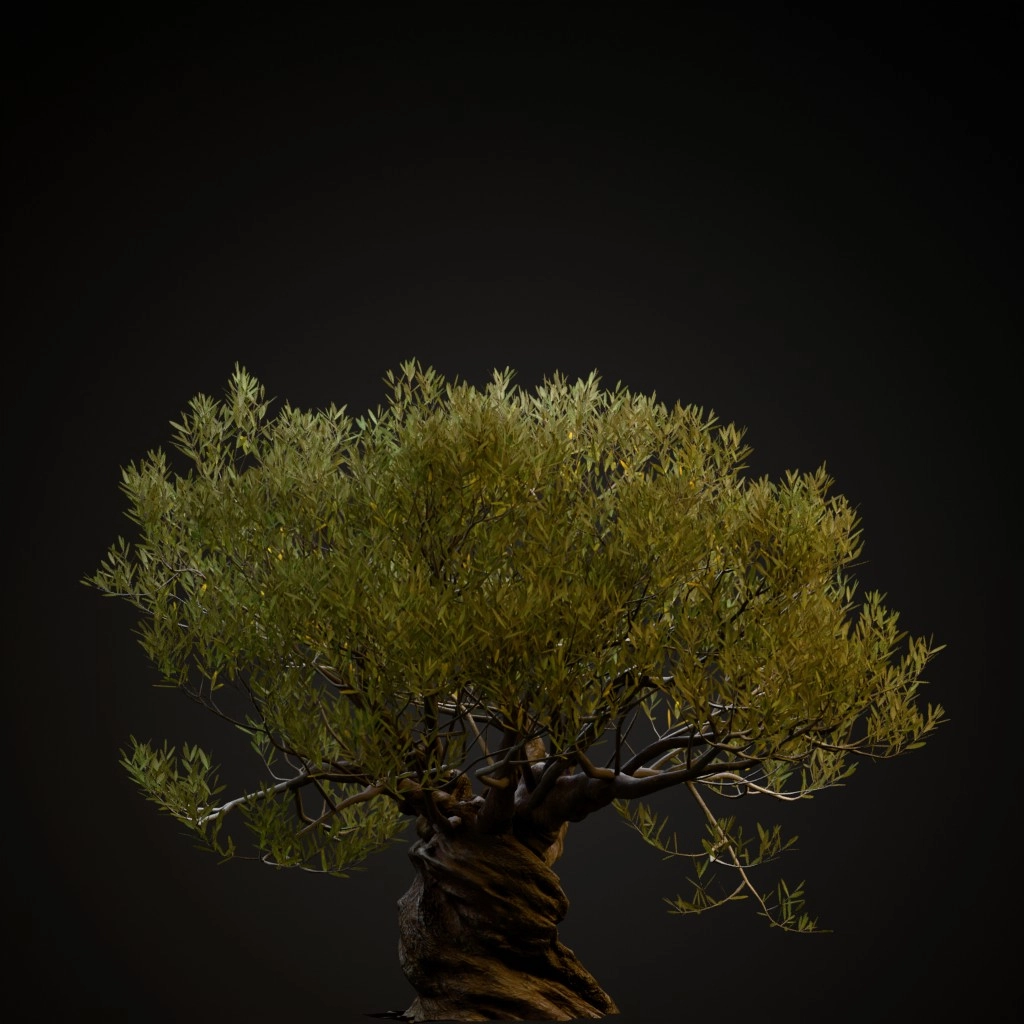 Ornamental Olive Tree