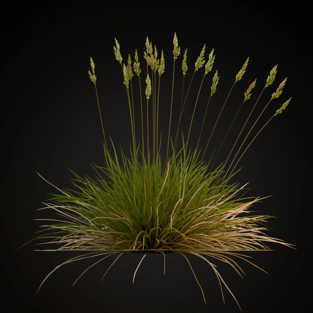 Spiky Fescue