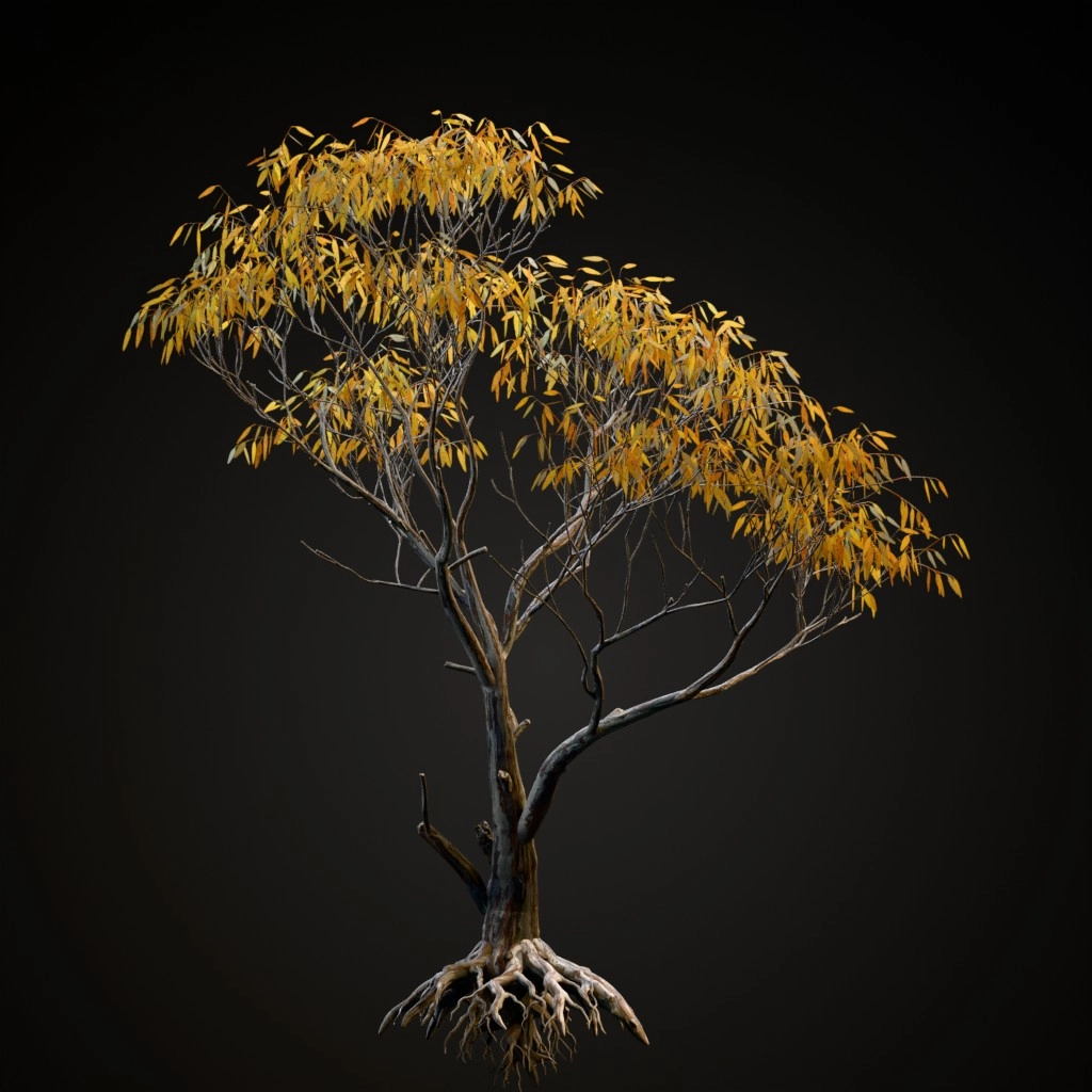 Snow Gum