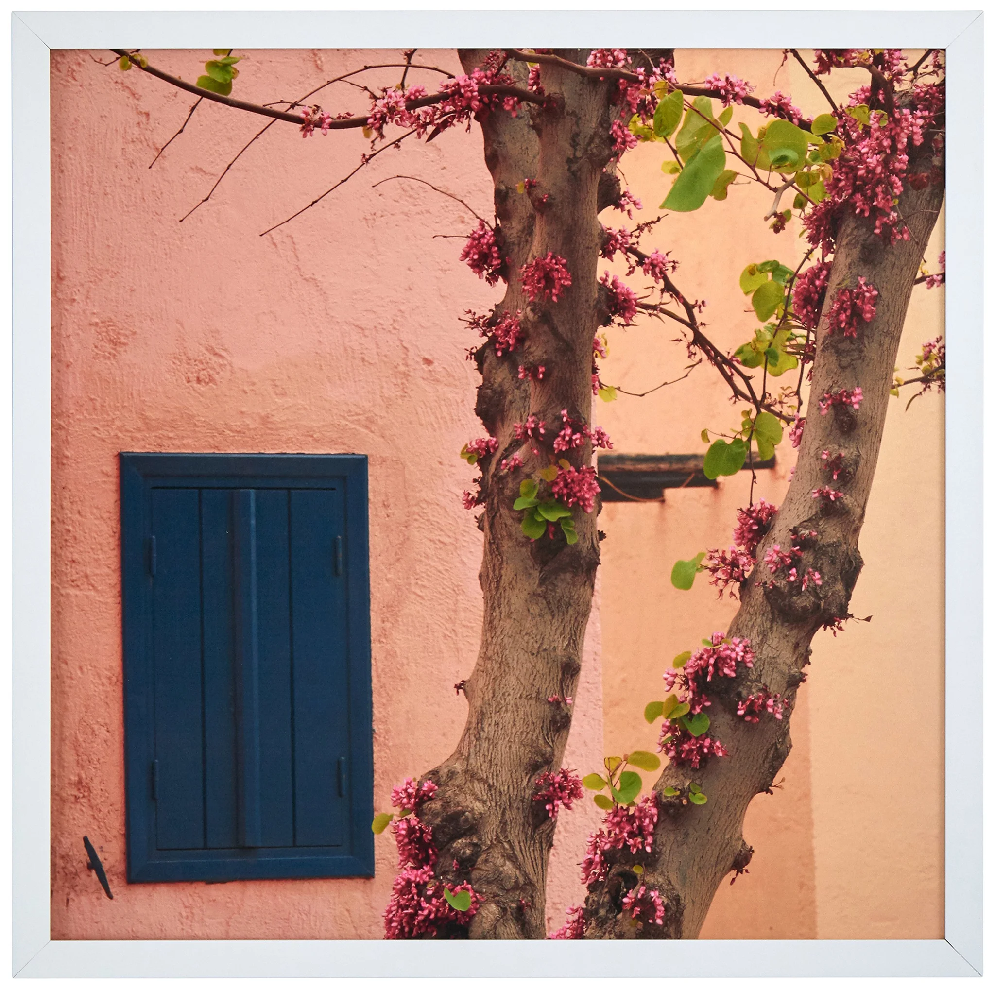 Framed Mediterranean Wall Art Print with Pink Blossoms and Blue Shutter