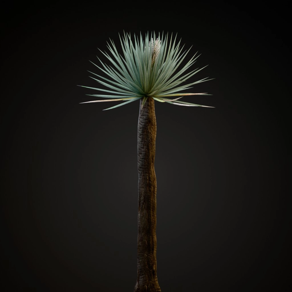 Dragon Tree
