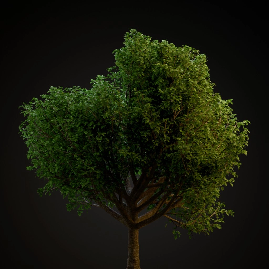 Bradford Pear