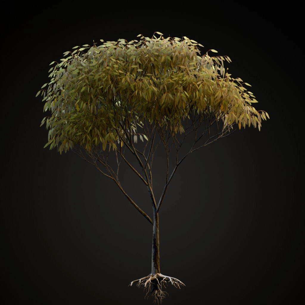 Snow Gum