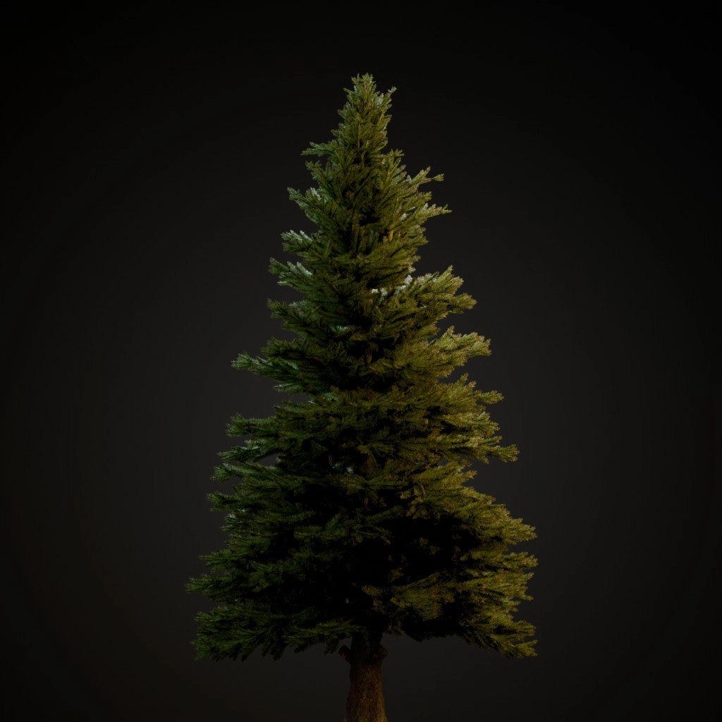 Norway Spruce