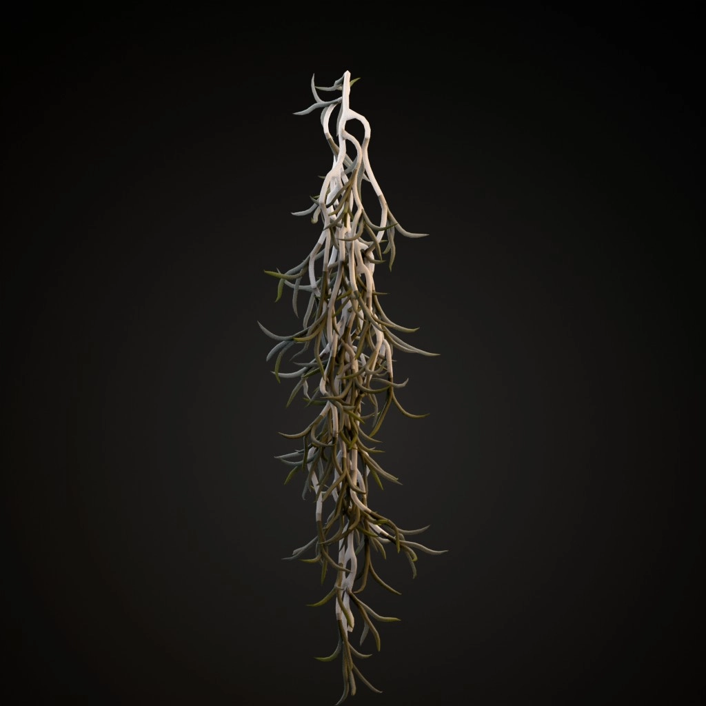Spanish Moss
