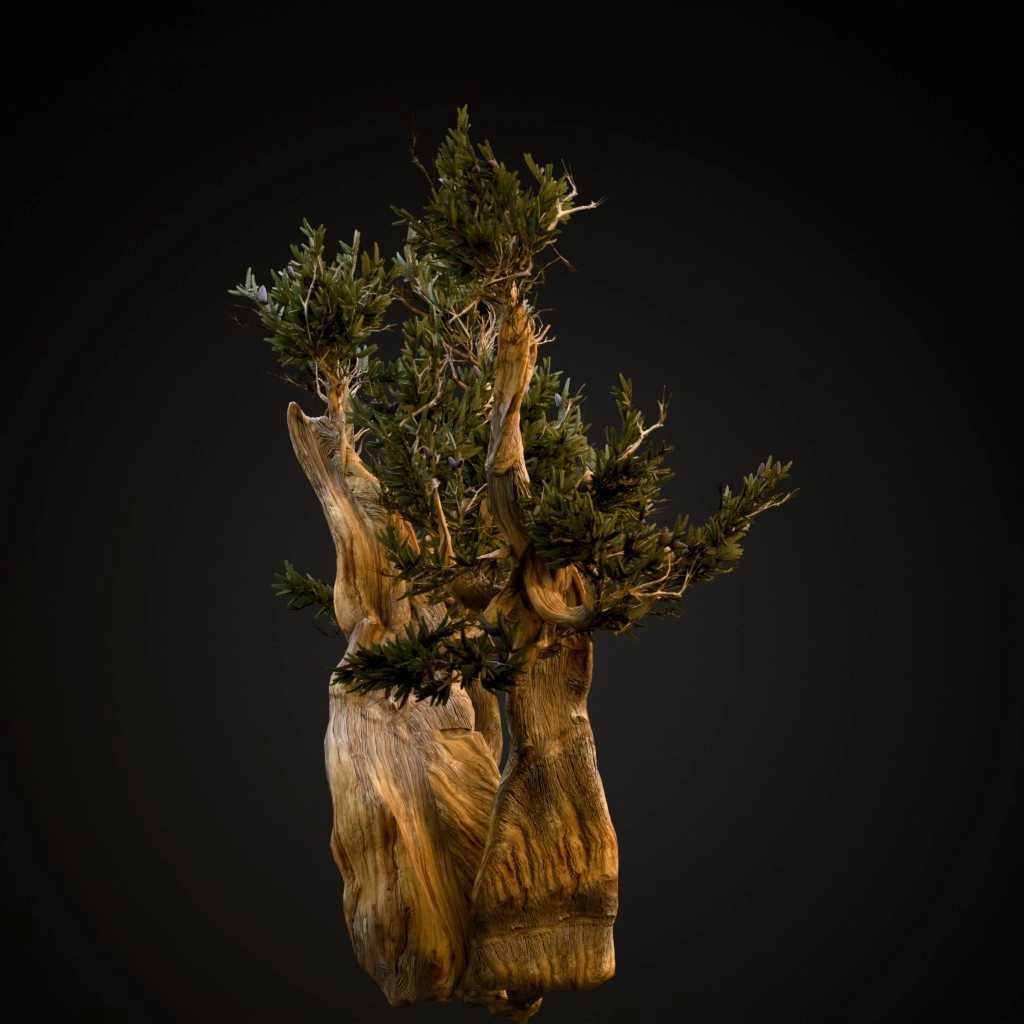 Bristlecone Pine