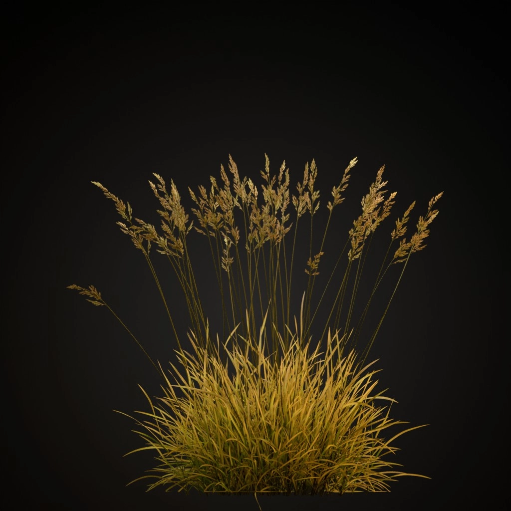 Red Fescue