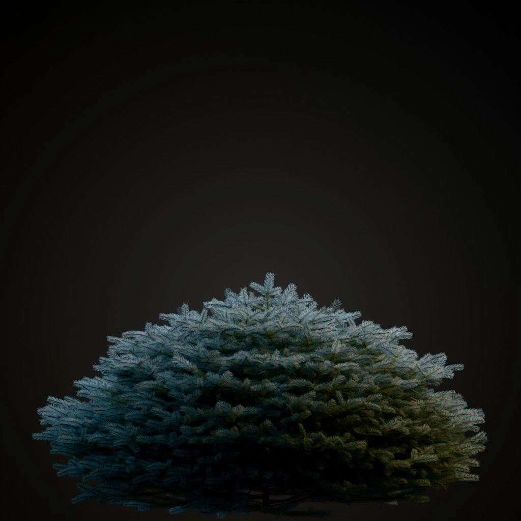 Globe Blue Spruce