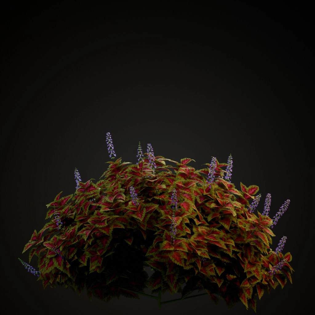 Kong Rose Coleus