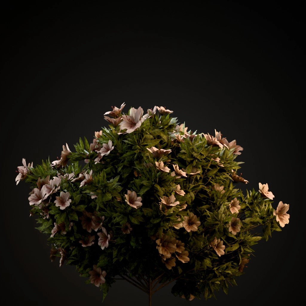 Azalea