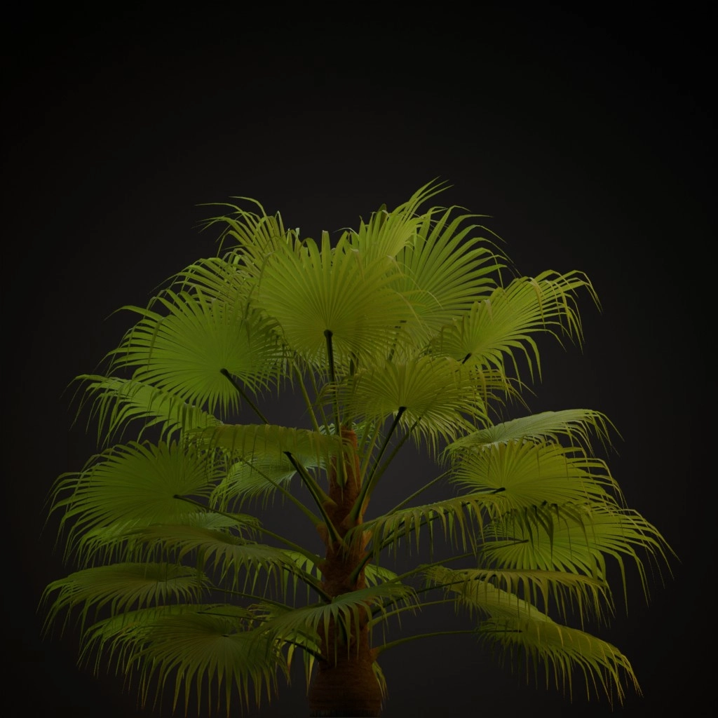 California Fan Palm