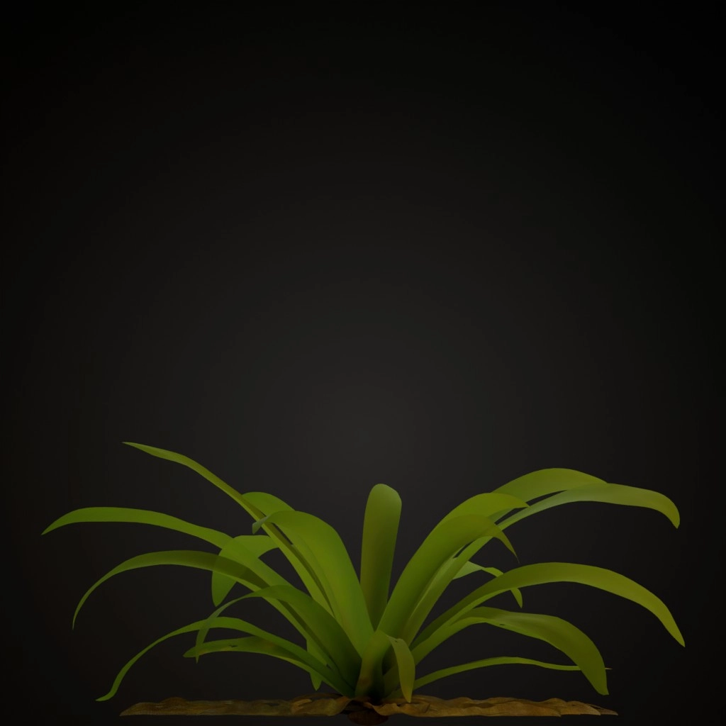 Fuchsia Guzmania