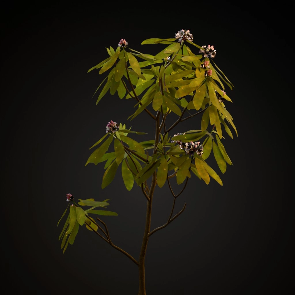 Great Laurel