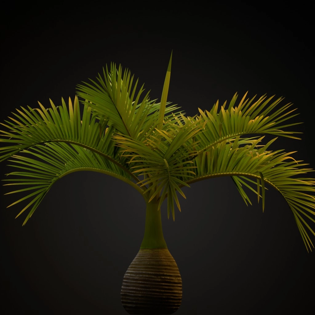 Bottle Palm