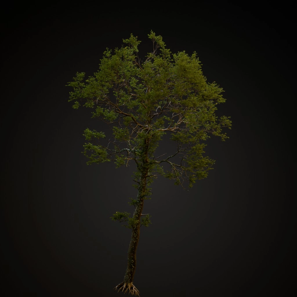 English Oak